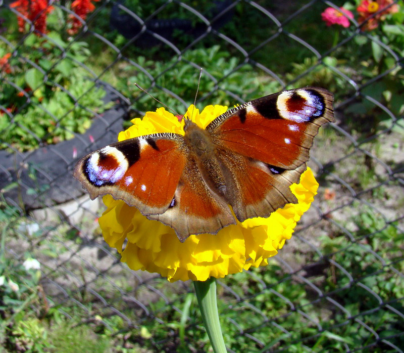 Bruchi di Aglais  io